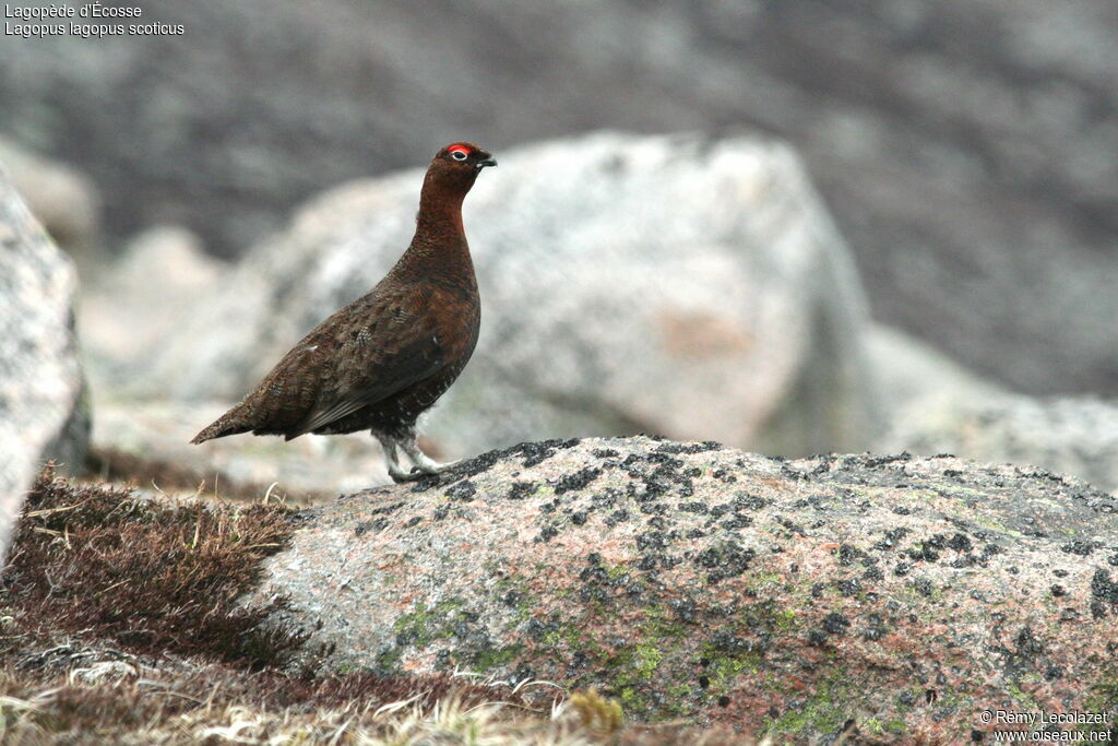 Willow Ptarmigan (scotica)adult