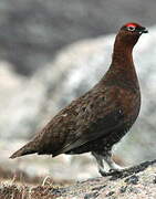 Willow Ptarmigan (scotica)