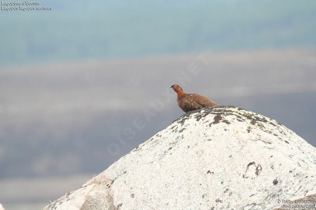 Willow Ptarmigan (scotica)adult