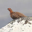 Lagopède d'Écosse