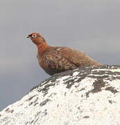 Willow Ptarmigan (scotica)