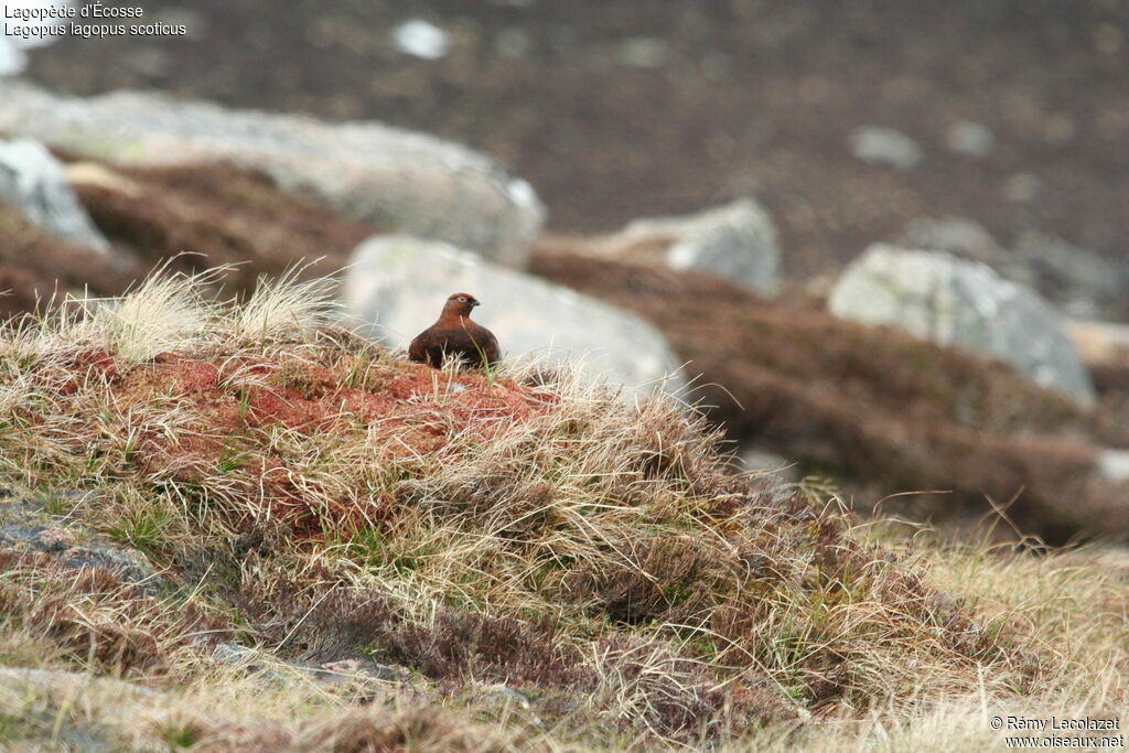 Willow Ptarmigan (scotica)adult