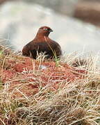 Willow Ptarmigan (scotica)