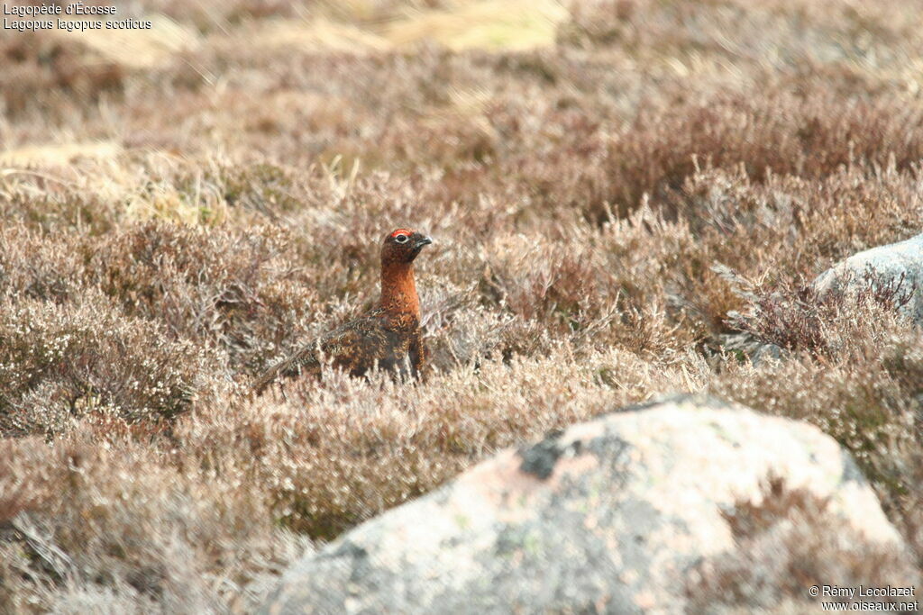 Willow Ptarmigan (scotica)adult