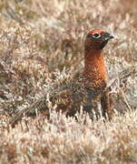 Willow Ptarmigan (scotica)