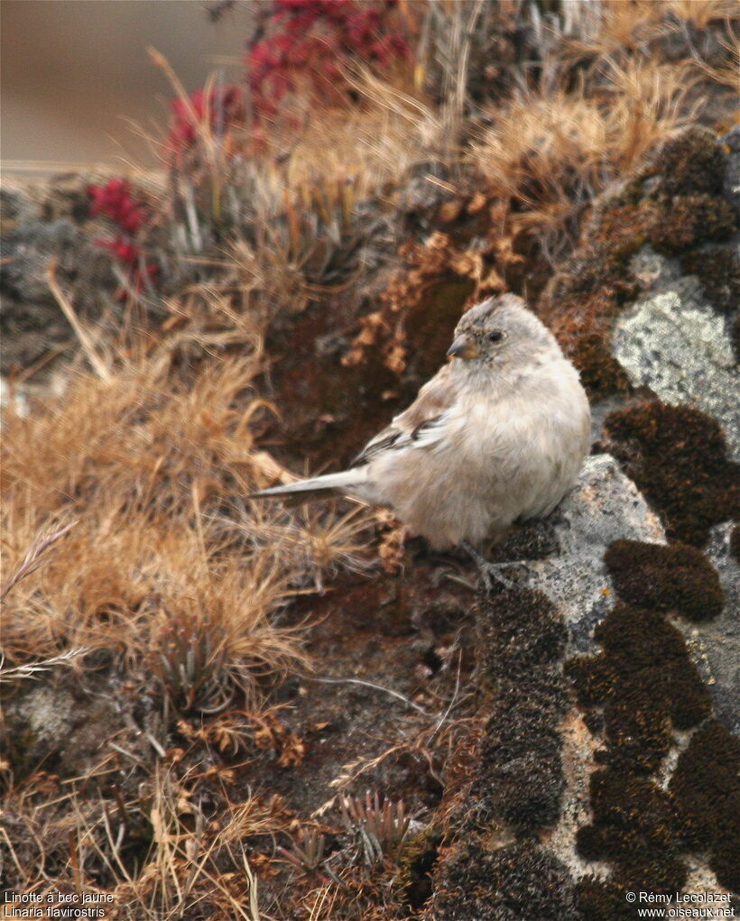 Twite