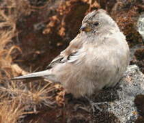 Twite