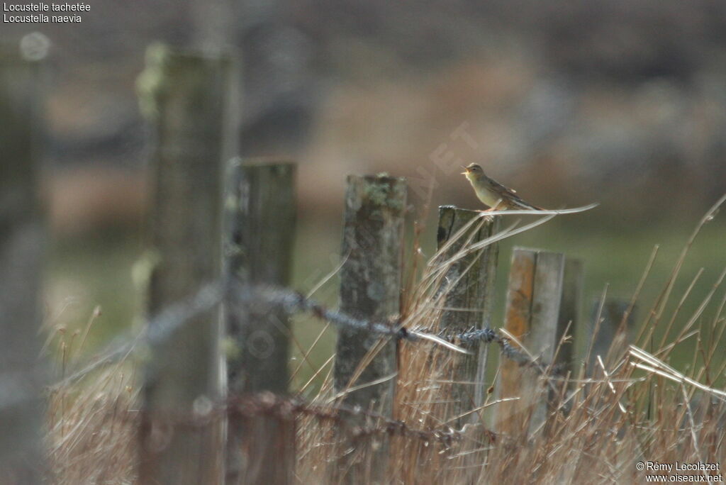 Common Grasshopper Warbler