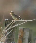 Common Grasshopper Warbler