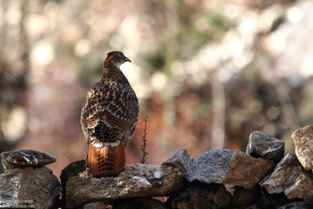 Himalayan Monal male immature, identification