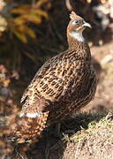 Himalayan Monal