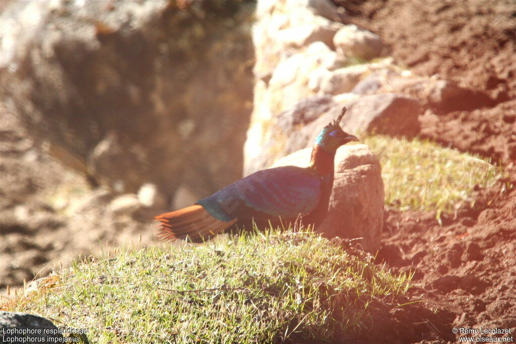 Lophophore resplendissant mâle adulte