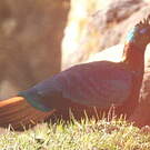 Lophophore resplendissant