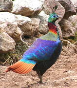 Himalayan Monal