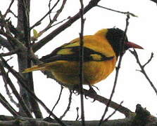 Black-hooded Oriole