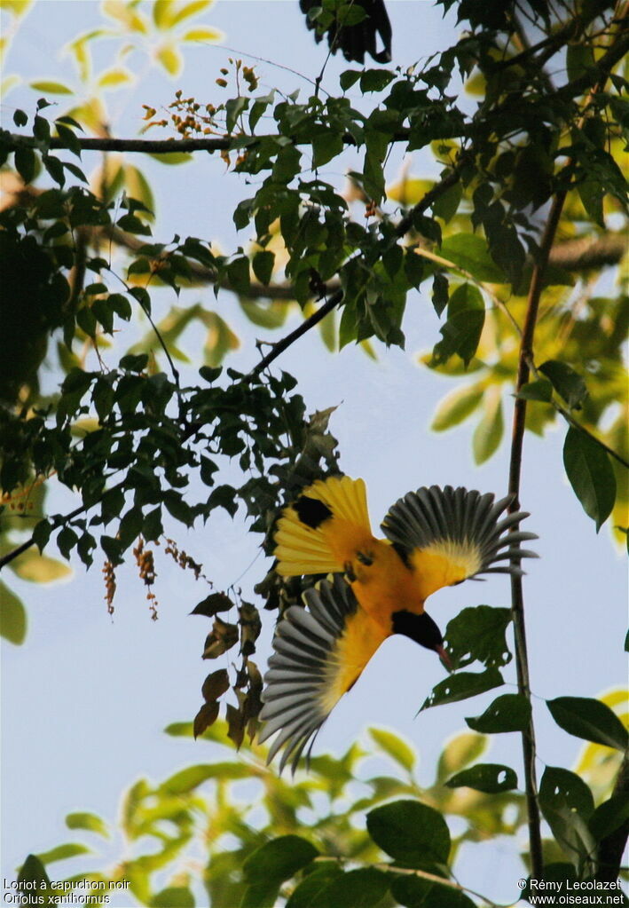 Black-hooded Oriole male adult