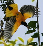 Black-hooded Oriole