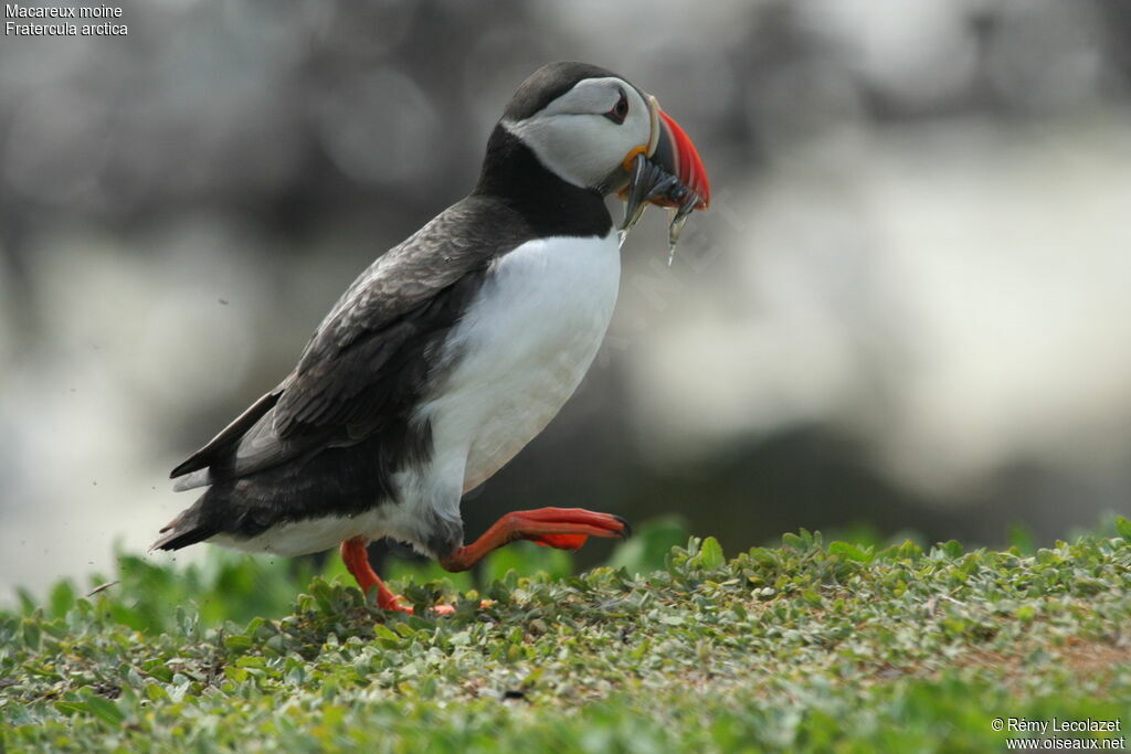 Atlantic Puffin, Behaviour