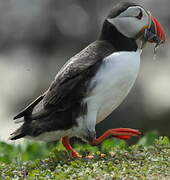 Atlantic Puffin