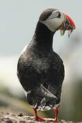 Atlantic Puffin