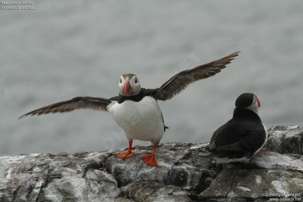 Atlantic Puffin