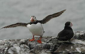 Atlantic Puffin