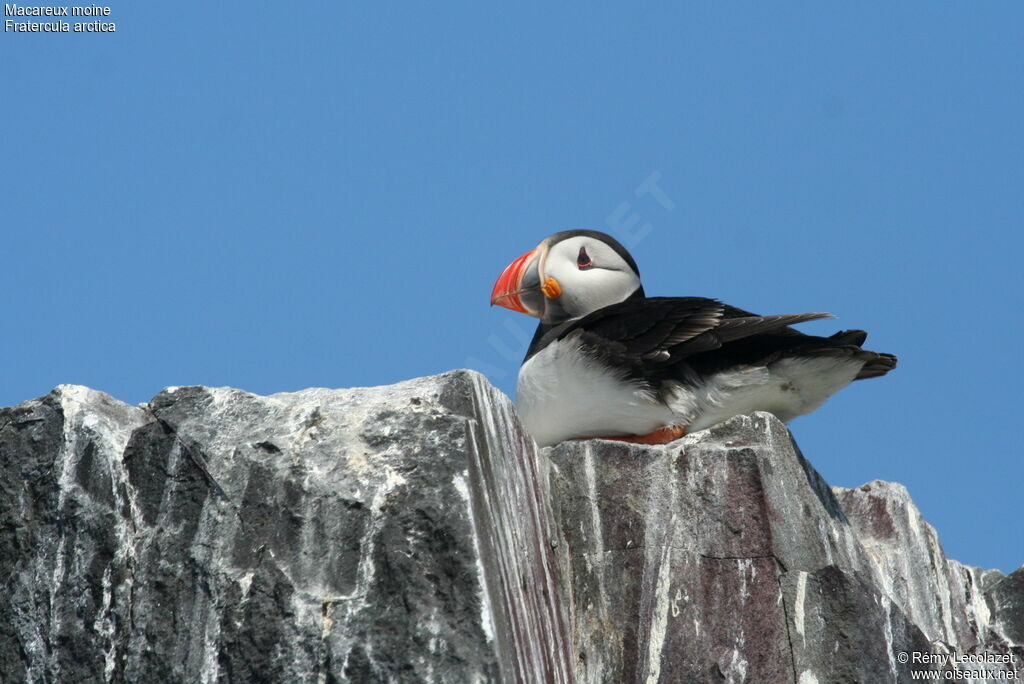 Atlantic Puffin