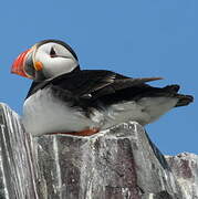 Atlantic Puffin