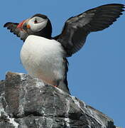 Atlantic Puffin