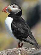 Atlantic Puffin