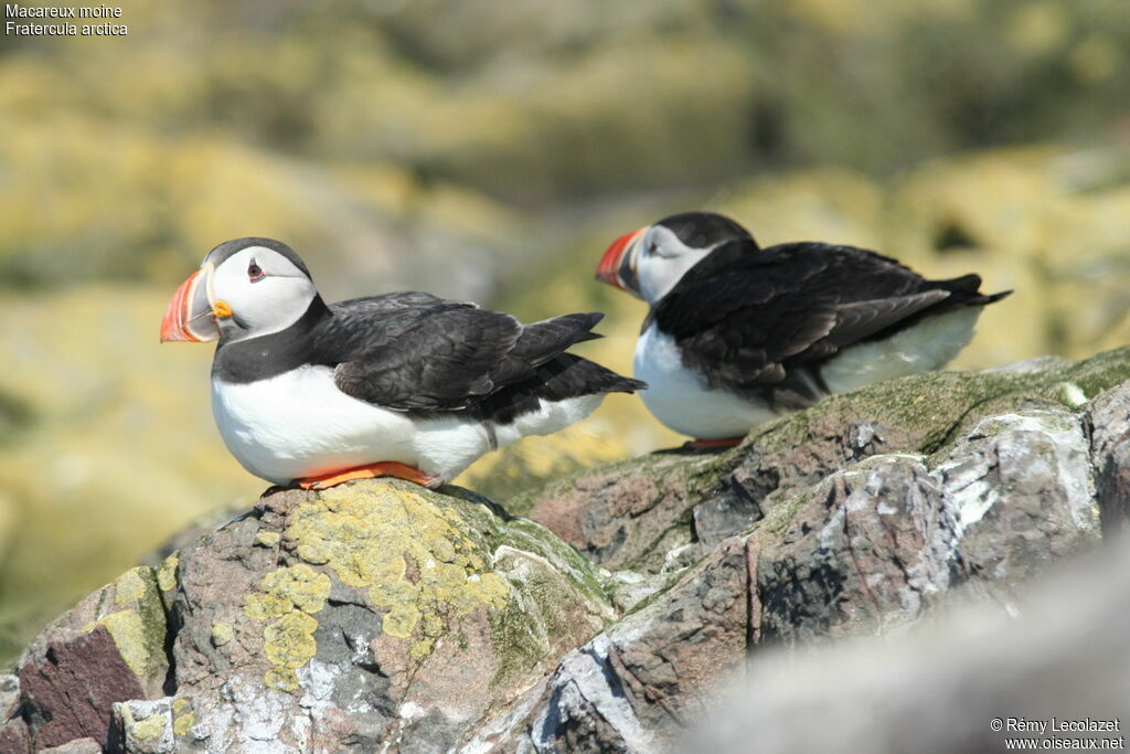 Atlantic Puffin