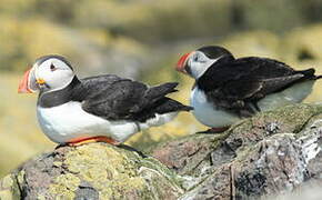 Atlantic Puffin