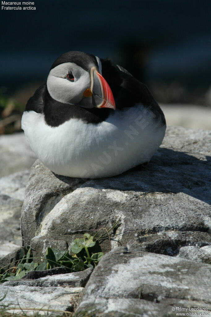 Atlantic Puffin