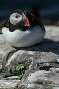 Atlantic Puffin