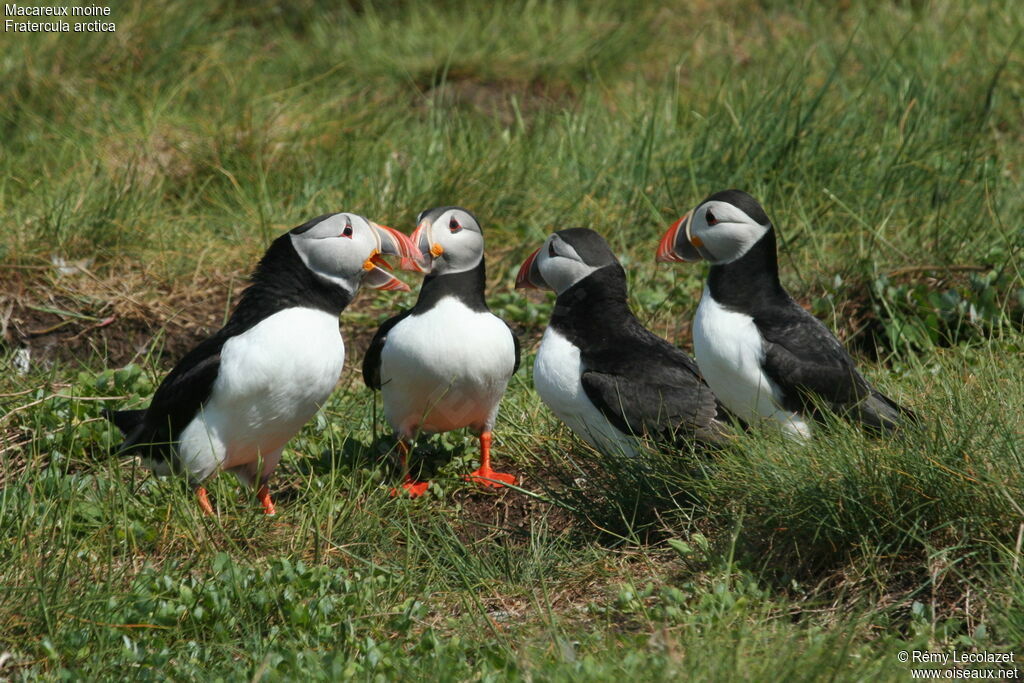 Atlantic Puffin