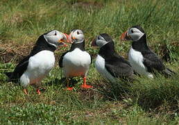 Atlantic Puffin