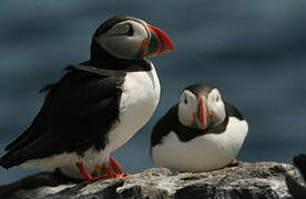 Atlantic Puffin