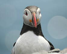 Atlantic Puffin