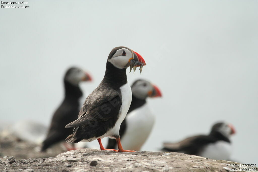 Atlantic Puffin, Behaviour