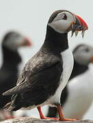 Atlantic Puffin