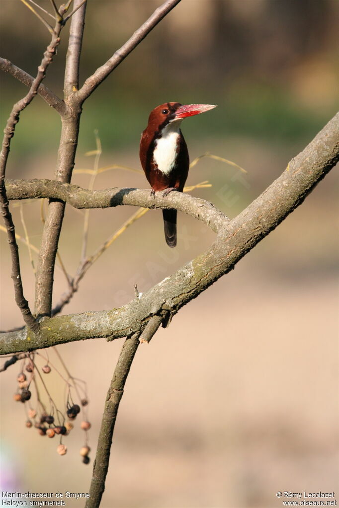 White-throated Kingfisher