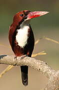 White-throated Kingfisher