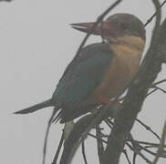 Stork-billed Kingfisher