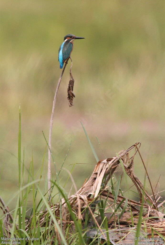 Common Kingfisher