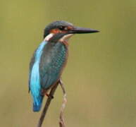 Common Kingfisher