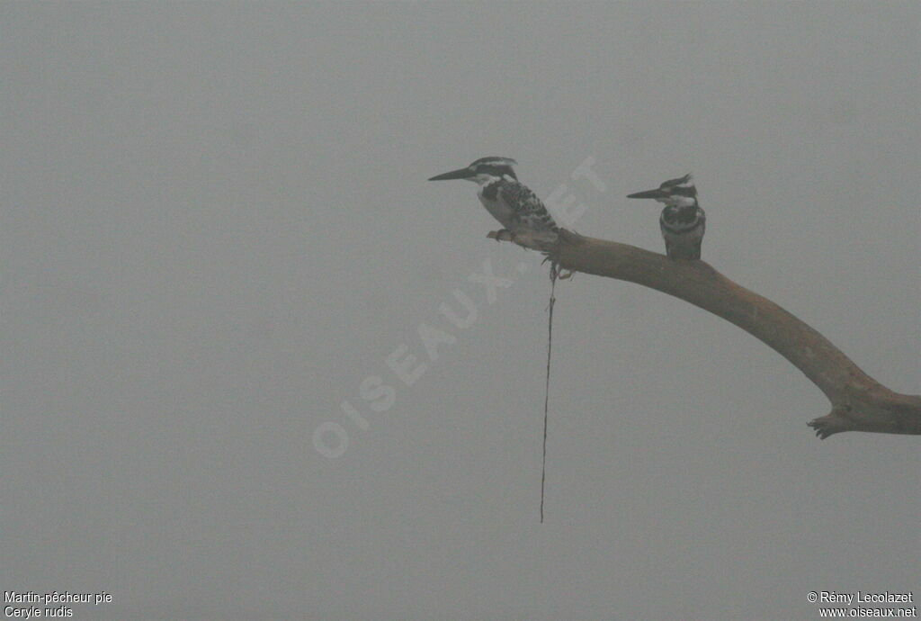 Pied Kingfisher