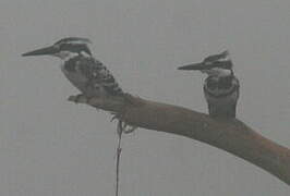 Pied Kingfisher