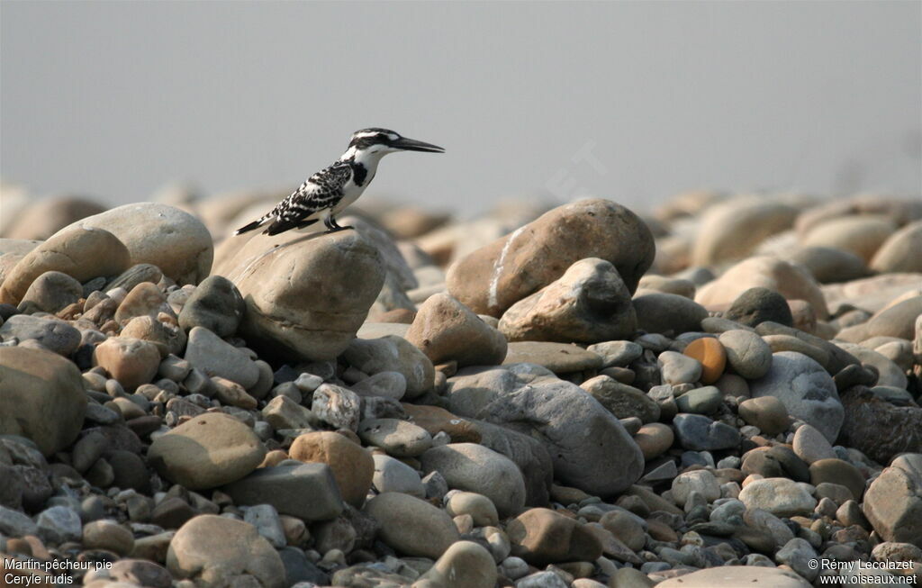 Pied Kingfisher