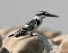 Pied Kingfisher