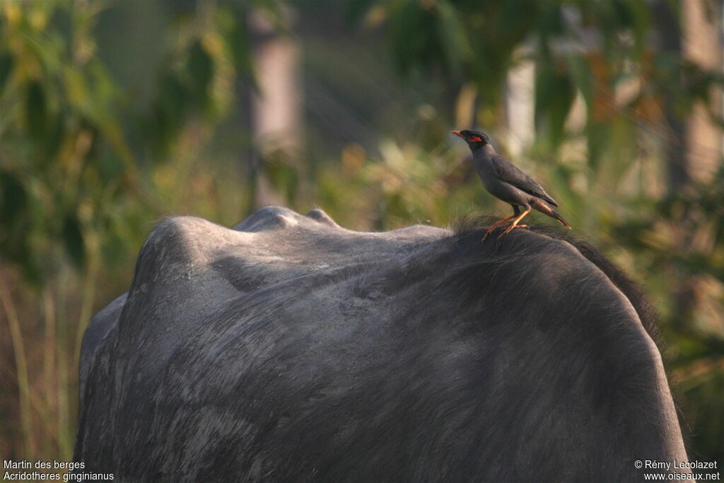 Bank Myna